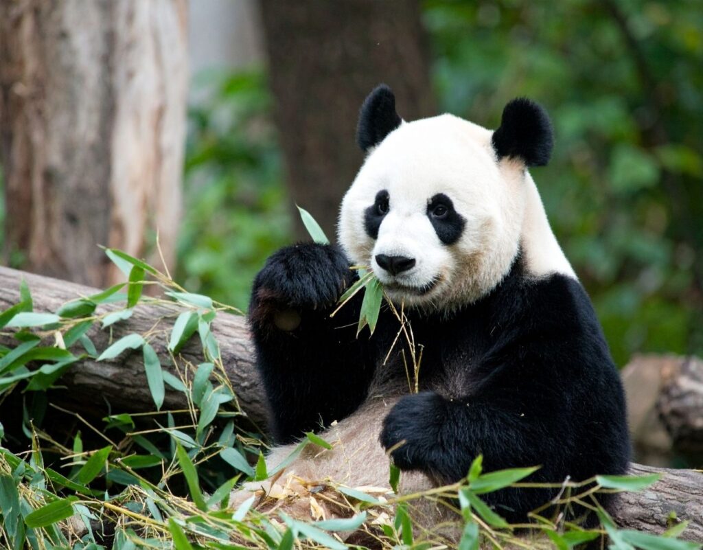 OKP Foto Cina - okpartiamo-panda